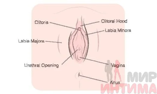 Как с помощью мастурбации лучше изучить своё тело, чтобы получать яркие оргазмы - Лайфхакер